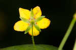 Whorled yellow loosestrife